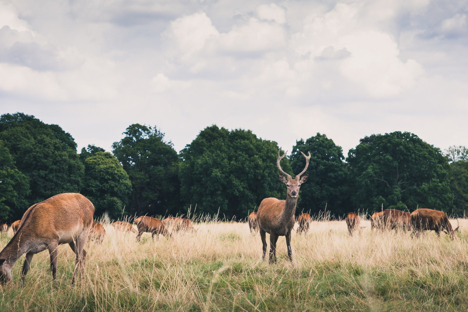 Richmond Park 